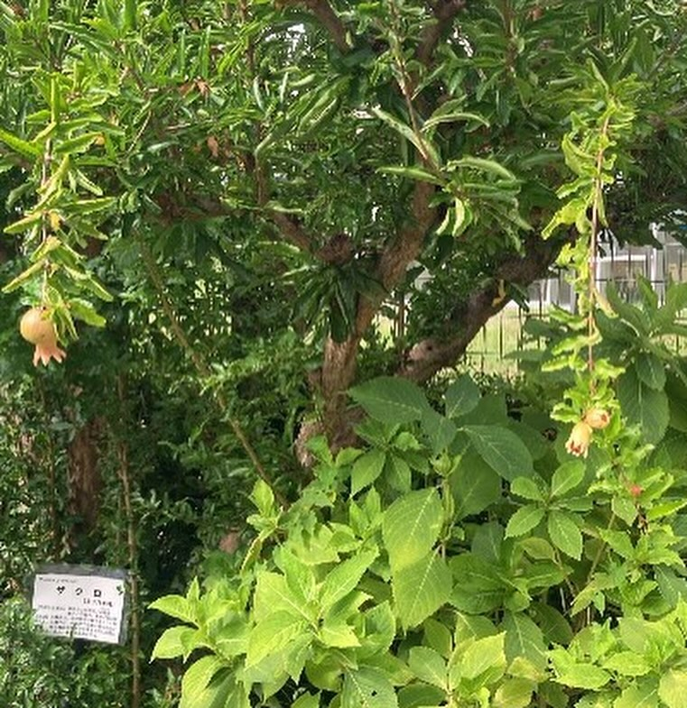 名古屋市立大学薬学部の薬用植物園市民公開講座に参加しました。