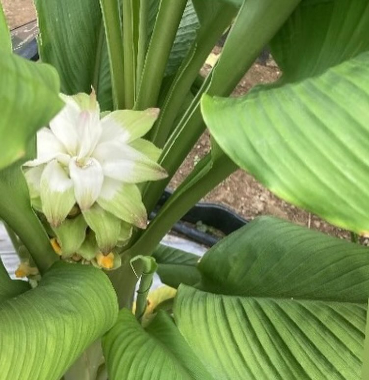 名古屋市立大学薬学部の薬用植物園市民公開講座に参加しました。