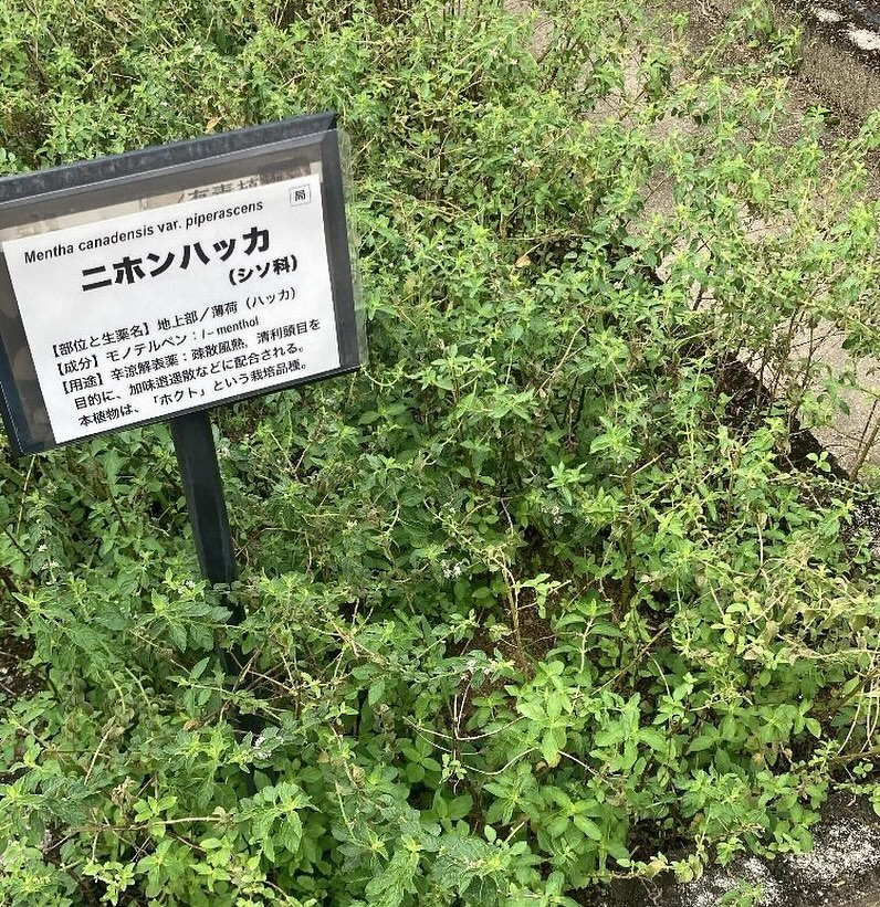 名古屋市立大学薬学部の薬用植物園市民公開講座に参加しました。