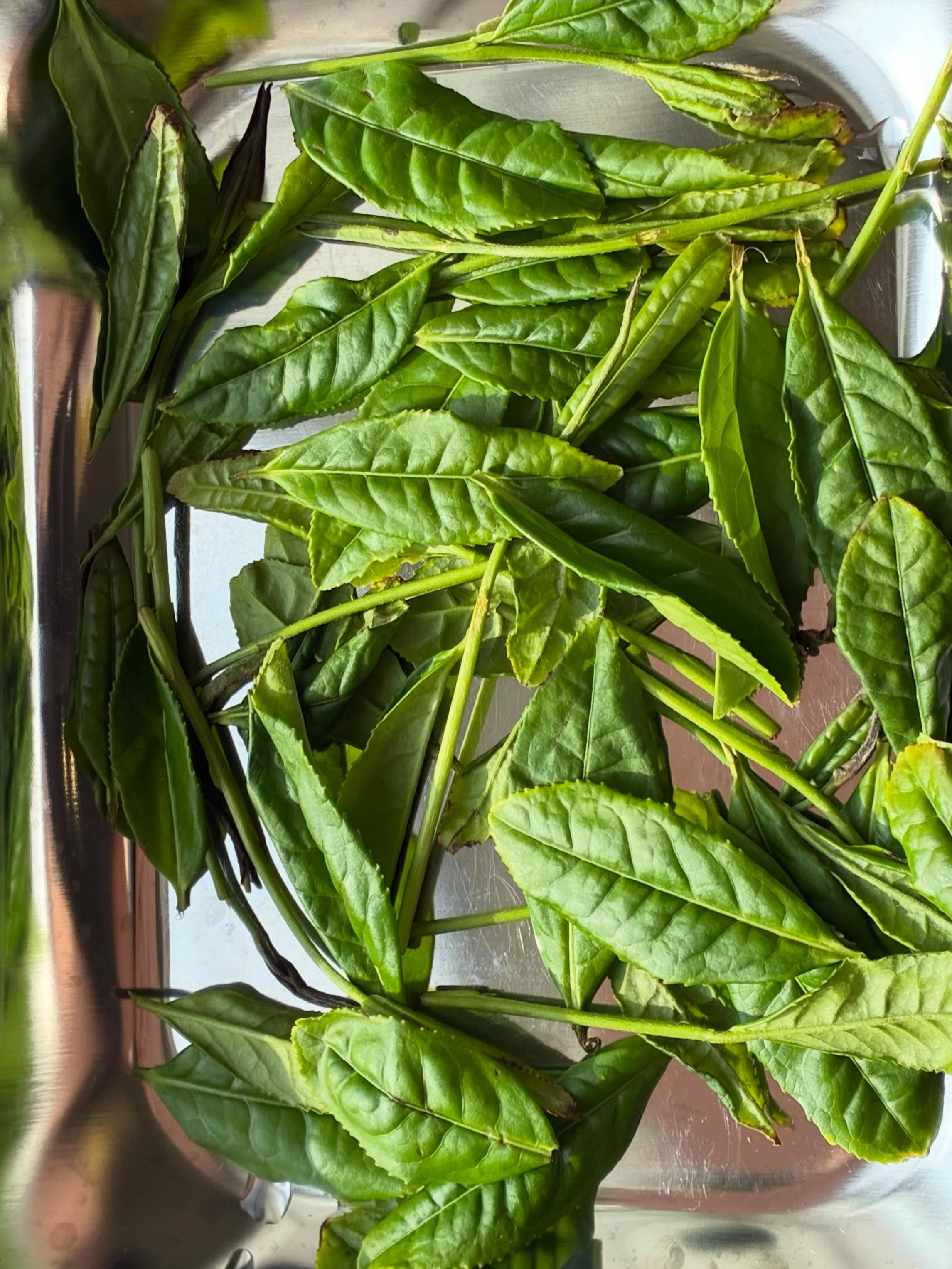 産直で見つけた生の茶葉